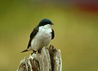 Tree Swallow - Tachycineta bicolor