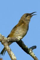 Brown Honeyeater