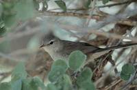 Subdesert Brush-Warbler (Nesillas lantzii) photo