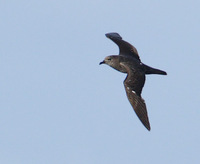 Trinidade (Herald) Petrel (Pterodroma arminjoniana) photo