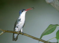 Violet-crowned Hummingbird (Amazilia violiceps) photo