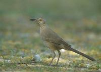 Bendire's Thrasher (Toxostoma bendirei) photo