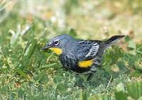 Yellow-rumped Warbler (Dendroica coronata) photo