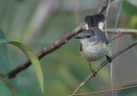 American Redstart (Setophaga ruticilla) photo