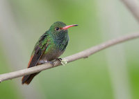 Rufous-tailed Hummingbird (Amazilia tzacatl) photo