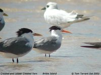 Lesser Crested Tern - Sterna bengalensis