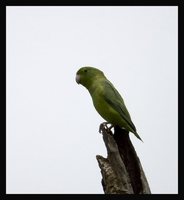 Spectacled Parrotlet - Forpus conspicillatus