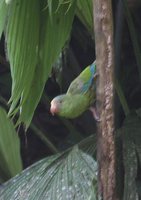 Cobalt-winged Parakeet - Brotogeris cyanoptera
