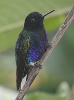 Velvet-purple Coronet - Boissonneaua jardini