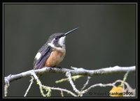 Purple-throated Woodstar - Calliphlox mitchellii