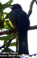 Citreoline Trogon - Trogon citreolus