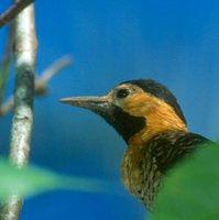 Campo Flicker - Colaptes campestris