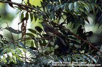 Streaked Bulbul - Ixos malaccensis