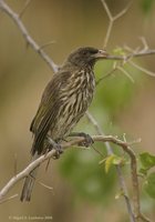 Palmchat - Dulus dominicus