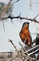 Silverbird - Empidornis semipartitus