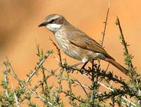 Herero Chat - Namibornis herero