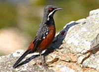 Rufous Rock-jumper - Chaetops frenatus