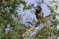 Rosy Starling - Pastor roseus