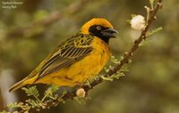 Speke's Weaver - Ploceus spekei