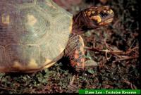 Jabuti, Red-footed tortoise (Geochelone carbonaria)