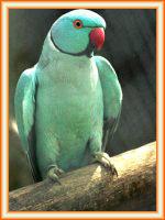 Venta de aves de cotorra krameri. Psittacula krameri. Rose ringed parakeet.