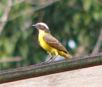 Social Flycatcher