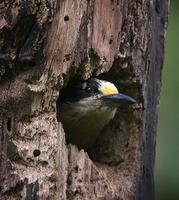 Black-cheeked Woodpecker