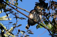 Ferruginous  pygmy-owl   -   Galucidium  brasilianum   -   Civettina  tabaccata