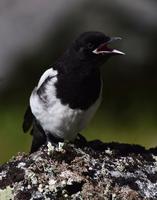 Blackbilled Magpie