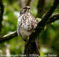 Broad-winged Hawk (Buteo platypterus)