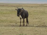 White -bearded Gnu (Blue Wilderbeest) (Vitskäggig gnu) - Connochaetes taurinus albojubatus