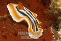 Pyjama nudibranch , Chromodoris quadricolor , on a red sponge , Philippines stock photo