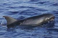 Pygmy killer whale with mouth abcess/injury (c) G.S. Schorr.