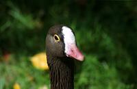 Anser erythropus (Lesser White-fronted Goose / Husa malá) ZOO Praha