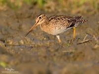 Pintail Snipe Gallinago stenura