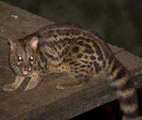 Photo of a large spotted genet Genetta Tigrina