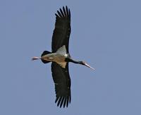 Black Stork (Ciconia nigra)