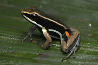 : Allobates femoralis