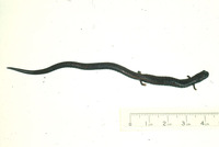 : Batrachoseps nigriventris; Black-bellied Slender Salamander