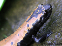 : Bolitoglossa platydactyla