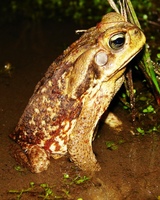 : Bufo schneideri