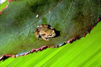 : Phrynobatrachus sp.