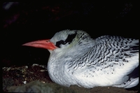 : Phaethon aethereus; Red Billed Tropic Bird