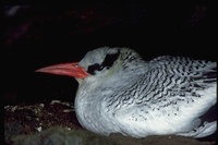 : Phaethon aethereus; Mared Billed Tropic Bird