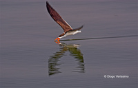 : Rynchops flavirostris; Skimmer