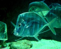 : Selene vomer; Lookdown Fish