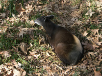 : Cephalophus silvicultor ssp. silvicultor; Eastern Yellow-backed Duiker