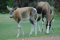 : Damaliscus dorcas dorcas; Bontebok