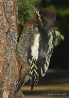 : Sphyrapicus ruber; Red-breasted Sapsucker