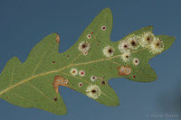 : Andricus stellaris; Sunburst Gall Wasp;